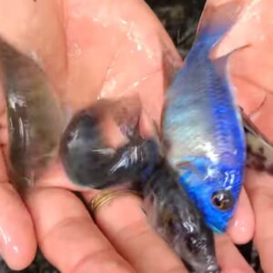 Blue Cichlids