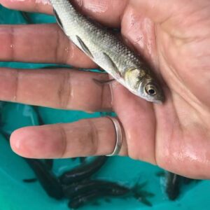 Blackcarp Fish