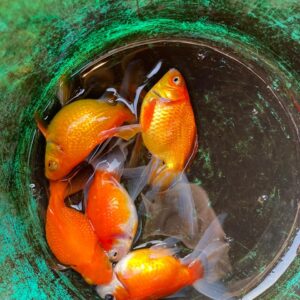 Rancho / Lichu goldfish